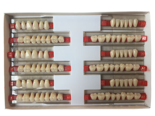 High Strength Artificial Dental Acrylic Resin Teeth With High Biocompatibility