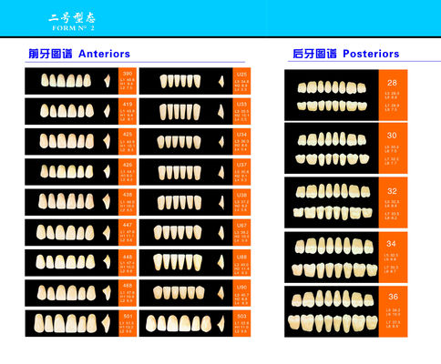 High Strength Artificial Dental Acrylic Resin Teeth With High Biocompatibility
